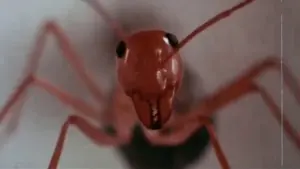 Задник к фильму "Фаза 4" #383343