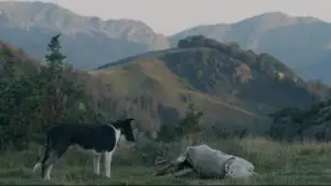 Задник к фильму "The Shepherd and the Bear" #927000