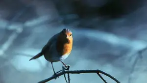 Задник к фильму "Гладиатор" #552974