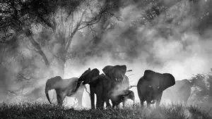 Задник к фильму "Слоны-призраки" #670882