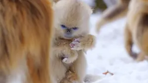 Задник к фильму "Рождённые в Китае" #436601