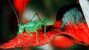 Задник к фильму "Микрокосмос" #460998