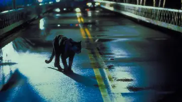 Задник к фильму "Люди-кошки" #305563