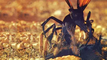 Задник к фильму "The Living Desert" #1620594
