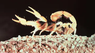 Задник к фильму "The Living Desert" #1620596