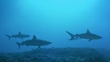 Задник к фильму "Атлантида - Создания моря" #1616458