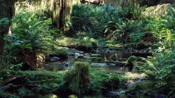 Задник к фильму "Tropical Rainforest" #1589879