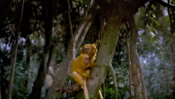 Задник к фильму "Tropical Rainforest" #1589880