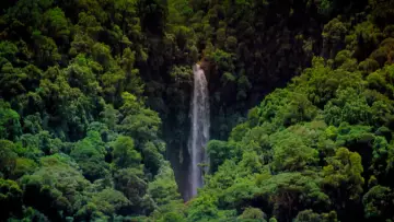 Задник к фильму "Tropical Rainforest" #1589881