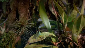 Задник к фильму "Tropical Rainforest" #1589882