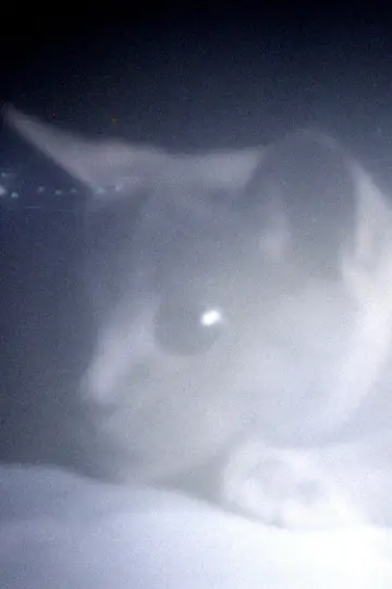 Somos animales постер