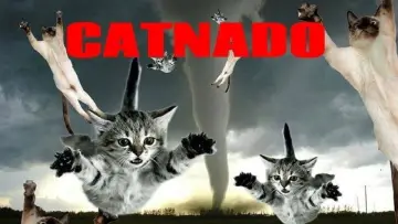 Задник к фильму "Catnado" #1786319