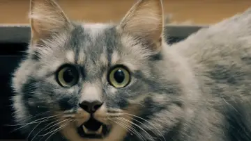 Задник к фильму "Catnado" #1786320