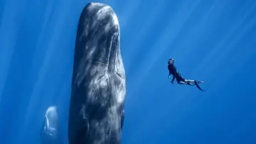Задник к фильму "Patrick and the Whale" #468508
