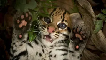 Задник к фильму "Wildcat" #1640852