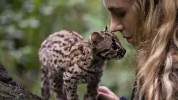 Задник к фильму "Wildcat" #1640853