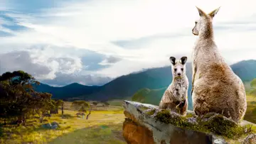 Задник к фильму "Kangaroo Valley" #1857772
