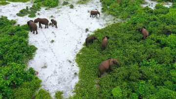 Задник к фильму "Rainforest First: Climate Protection in Central Africa" #1144641