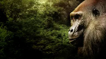 Задник к фильму "Gorillas Close Up" #1663180