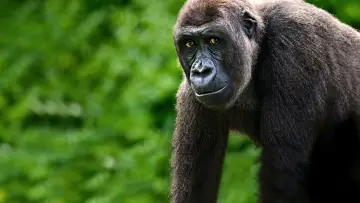 Задник к фильму "Gorillas Close Up" #1663182