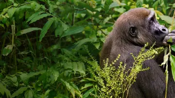 Задник к фильму "Gorillas Close Up" #1663183