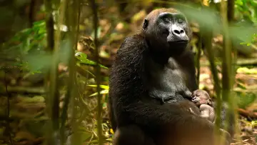 Задник к фильму "Gorillas Close Up" #1663184