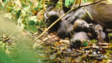 Задник к фильму "Gorillas Close Up" #1663185