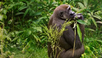 Задник к фильму "Gorillas Close Up" #1663186