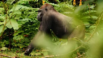 Задник к фильму "Gorillas Close Up" #1663187