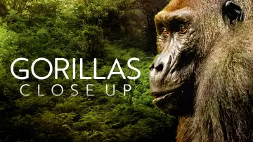 Задник к фильму "Gorillas Close Up" #1663188