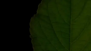Задник к фильму "Salvia Divinorum: A Western Approach" #1615985