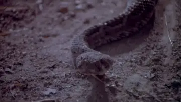 Задник к фильму "Rattlers" #737840