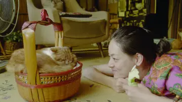Задник к фильму "Кошка напрокат" #1577994