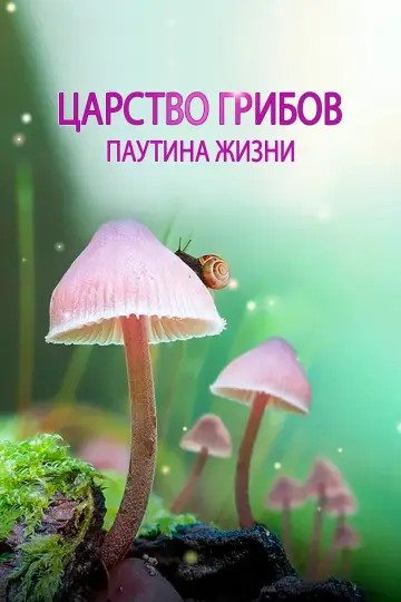 Царство грибов: паутина жизни постер
