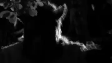 Задник к фильму "Goatman" #1012715