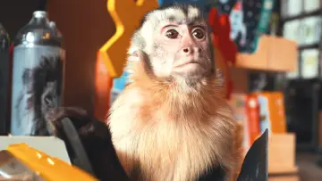 Задник к фильму "Побег из зоопарка" #685115