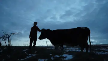 Задник к фильму "Война глазами животных" #692693