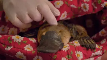 Задник к фильму "The Platypus Guardian" #1619286