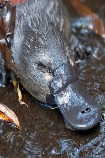 Постер к фильму "The Platypus Guardian" #1619287