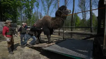 Задник к фильму "Checkpoint Zoo" #884304