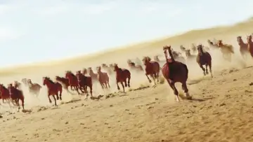 Задник к фильму "Running Free" #499954