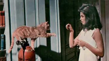 Задник к фильму "Eye of the Cat" #404378