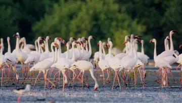Задник к фильму "هورايزن" #793475