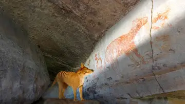 Задник к фильму "Tiger on the Rocks" #984902