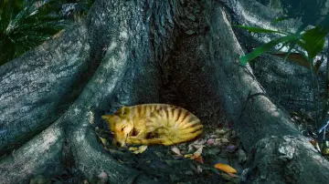 Задник к фильму "Tiger on the Rocks" #984903