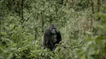 Задник к фильму "Silverback" #198536