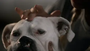 Задник к фильму "The School of Canine Massage" #365669