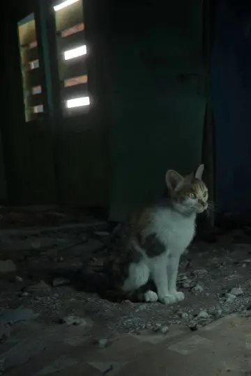 Постер к фильму "Les animaux vont mieux" #192918