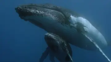 Задник к фильму "Des baleines, des tortues et des hommes" #789410
