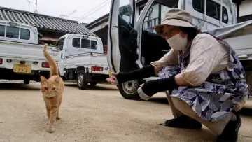 Задник к фильму "五香宮の猫" #757956